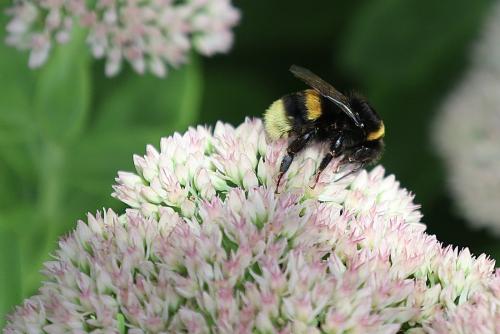 Bombus sp.