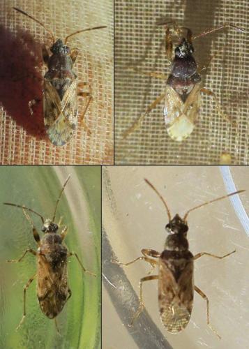Remaudiereana annulipes