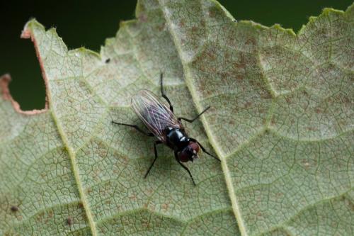 Réf. 330 712 : Hydrotaea diabolus
