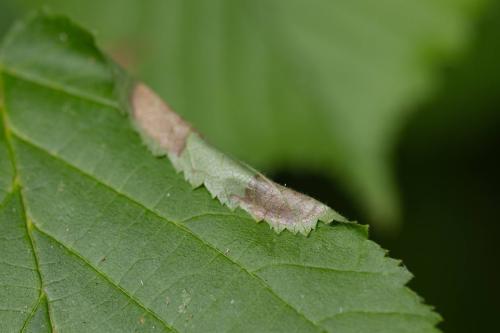 Réf. 330 986 : Parornix devoniella