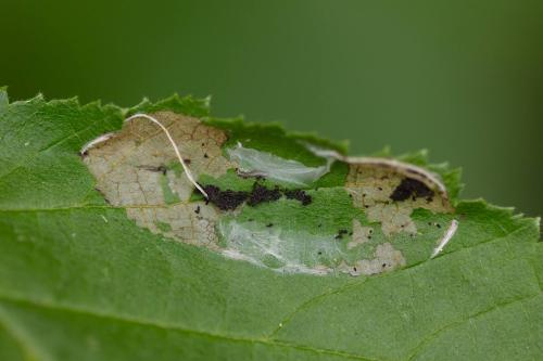 Parornix devoniella