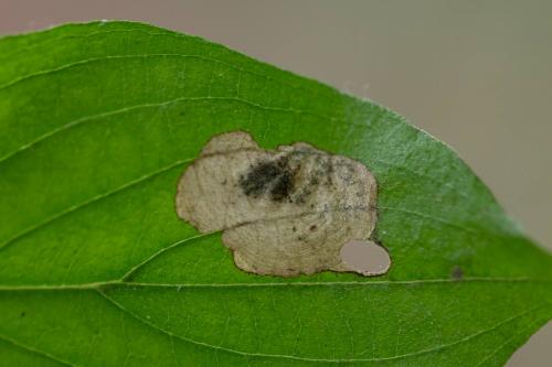 Antispila petryi