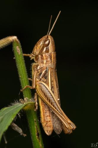 Euchorthippus declivus