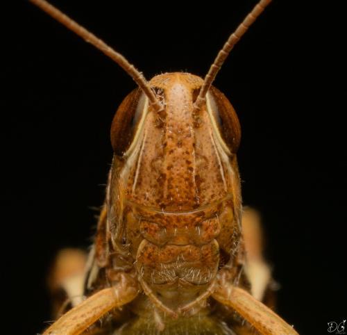 Euchorthippus declivus