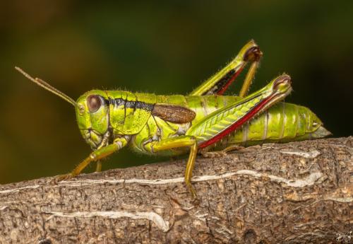 Miramella alpina subalpina