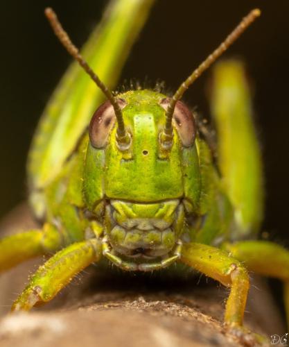 Miramella alpina subalpina