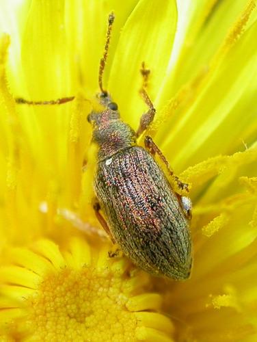 Phyllobius pyri