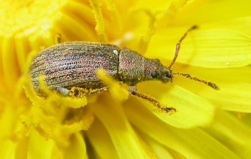 Réf. 330 677 : Phyllobius pyri