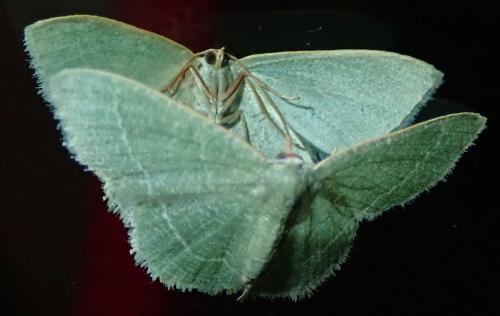 Réf. 330 348 : Phaiogramma etruscaria