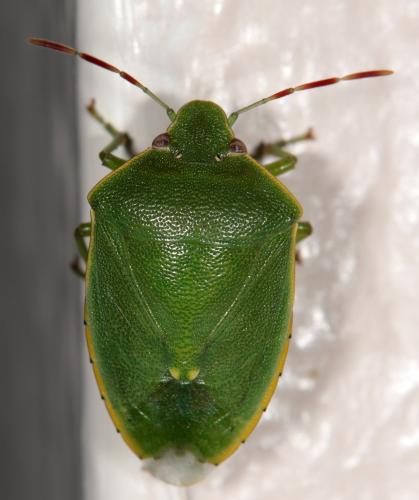 Acrosternum heegeri