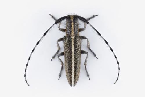 Agapanthia suturalis