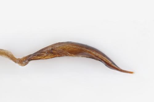 Réf. 330 713 : Agapanthia suturalis