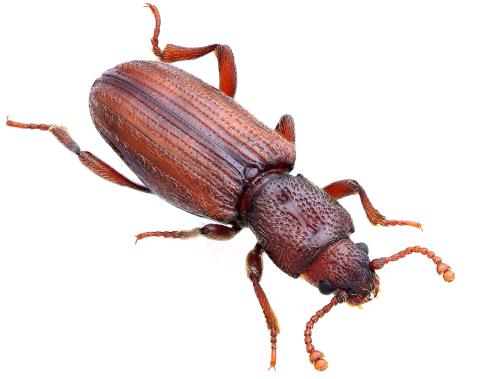 Bothrideres bipunctatus