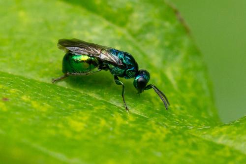Réf. 330 331 : Omalus aeneus