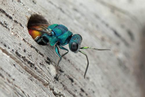 Réf. 330 458 : Chrysis inaequalis
