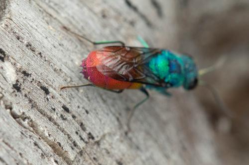 Réf. 330 460 : Chrysis inaequalis