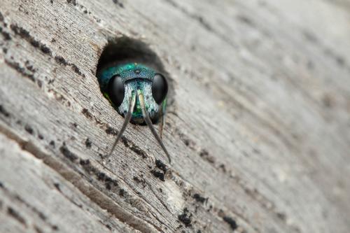 Réf. 330 459 : Chrysis inaequalis