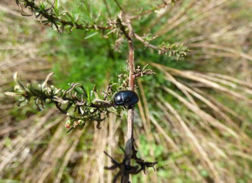Chrysolina sp.