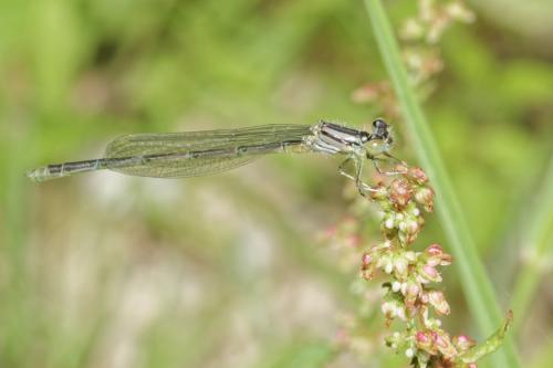 Erythromma lindenii