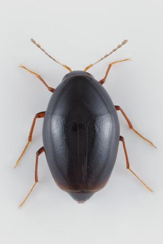Réf. 330 117 : Scaphisoma sp.
