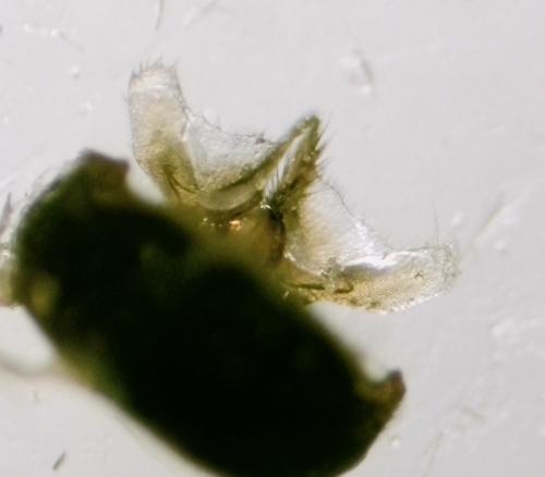 Réf. 330 527 : Colletes hederae