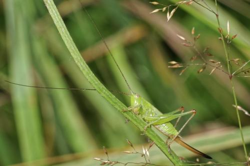 Réf. 330 472 : Conocephalus fuscus
