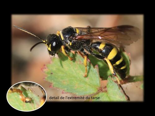 Gorytes planifrons