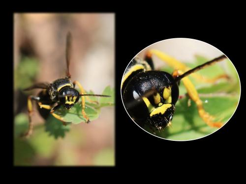 Gorytes planifrons