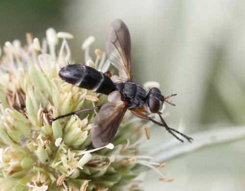 Cylindromyia rufipes