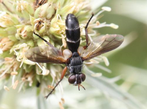 Cylindromyia rufipes