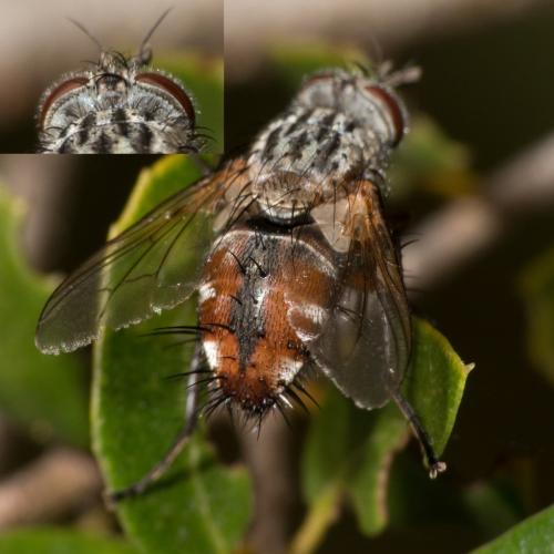 Réf. 330 382 : Linnaemya vulpina