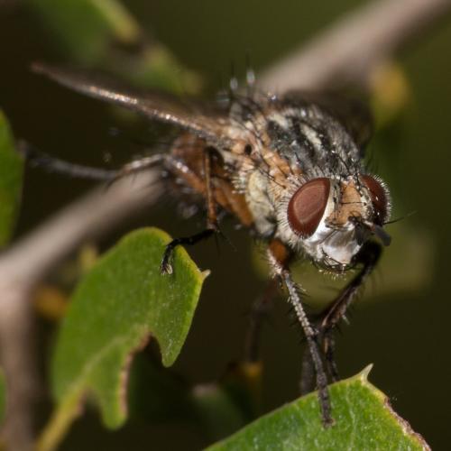 Réf. 330 383 : Linnaemya vulpina