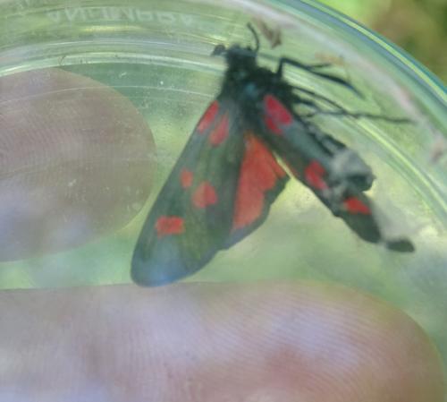 Zygaena lonicerae