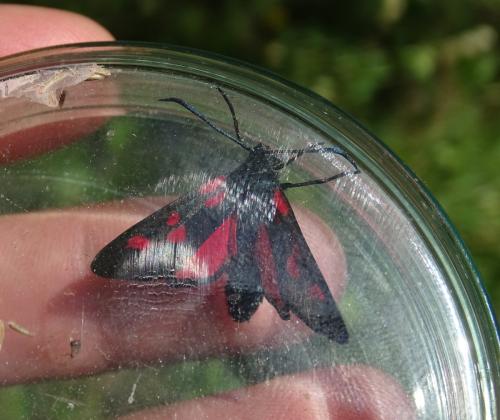 Zygaena lonicerae