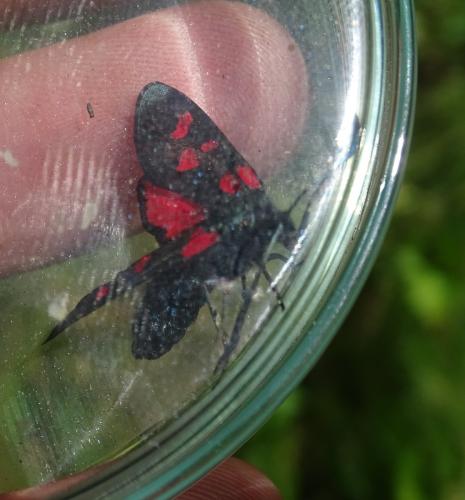 Zygaena lonicerae
