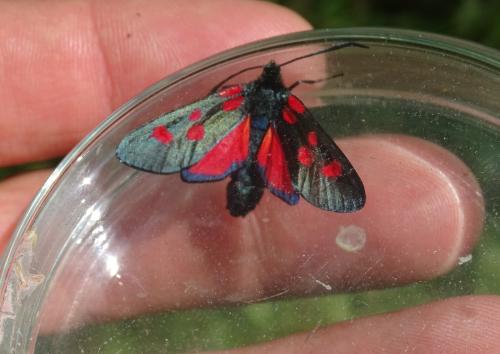 Zygaena lonicerae