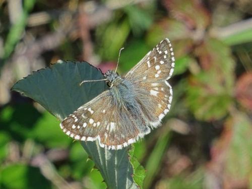 Réf. 330 743 : Pyrgus sp.