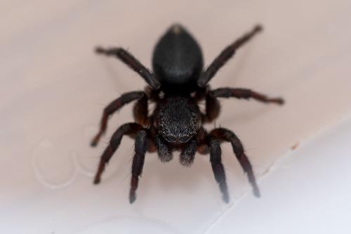 Phlegra fasciata