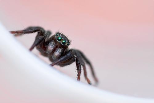Phlegra fasciata