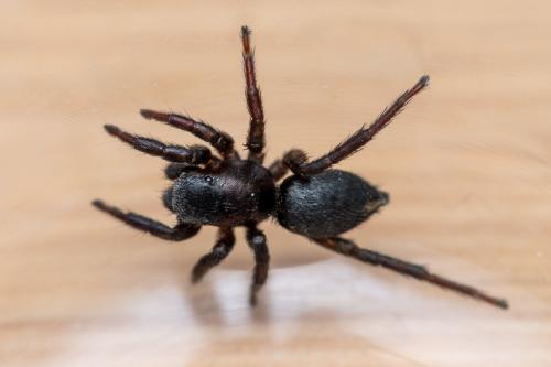 Réf. 330 898 : Phlegra fasciata