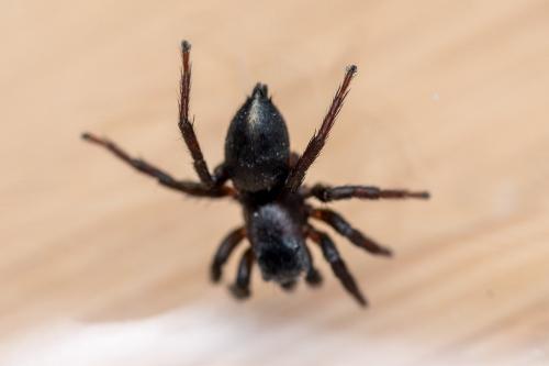 Phlegra fasciata