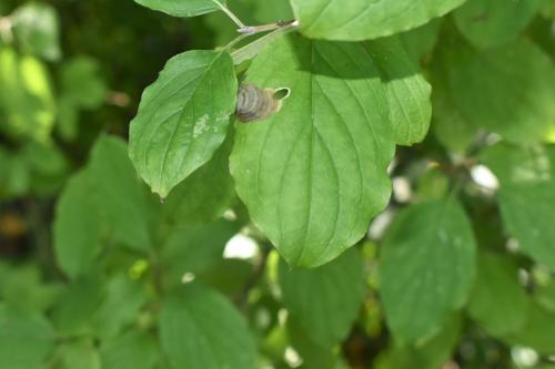 Antispila petryi