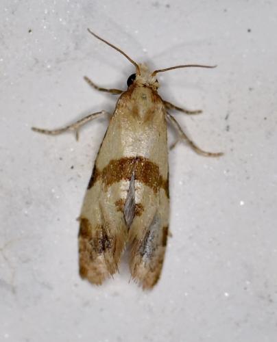 Réf. 330 303 : Phalonidia contractana