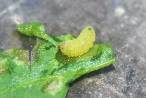 Réf. 330 684 : Chrysoesthia drurella