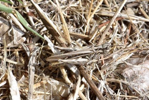 Chorthippus sp.