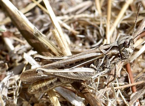 Réf. 330 093 : Chorthippus sp.