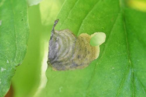 Antispila petryi