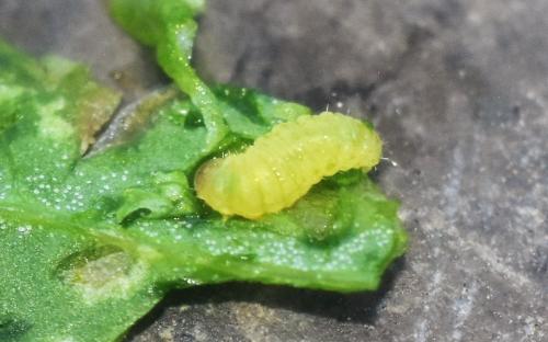 Réf. 330 681 : Chrysoesthia drurella