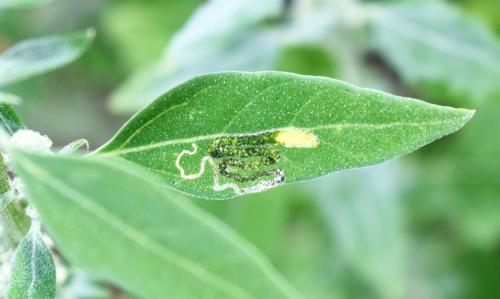 Réf. 330 352 : Chrysoesthia drurella