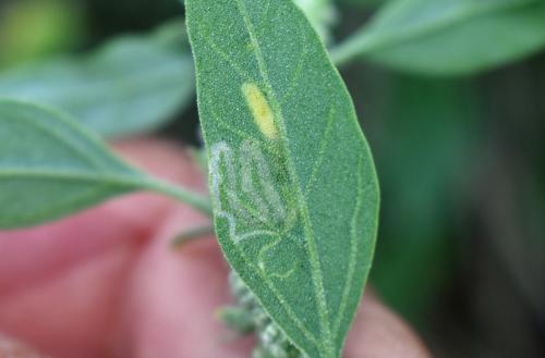Réf. 330 353 : Chrysoesthia drurella